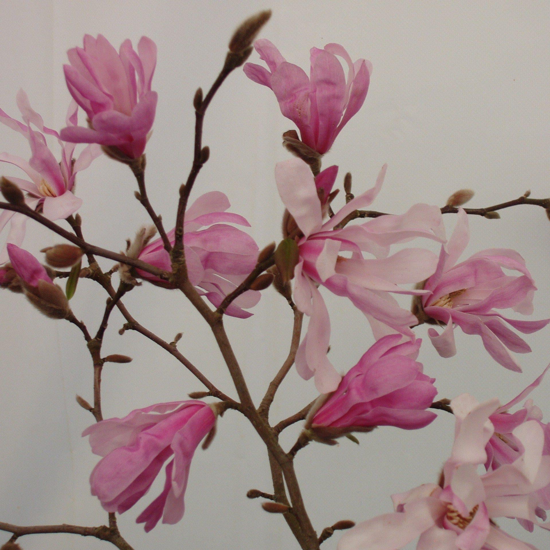 Magnolia Loebneri Leonard Messel Single Stem - View 14 from www redcrocus com