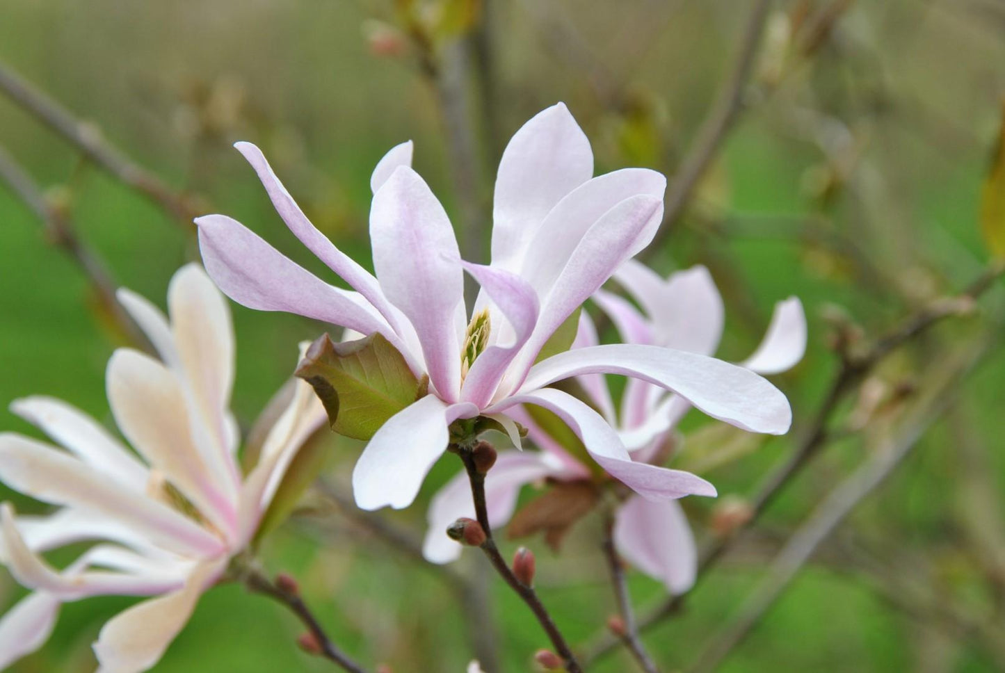 Magnolia Loebneri Leonard Messel Single Stem - View 15 from www redcrocus com