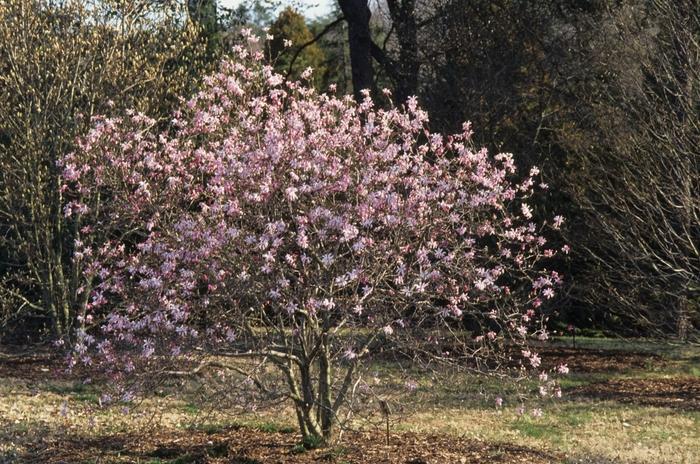 Magnolia Loebneri Leonard Messel Single Stem - View 16 from www redcrocus com