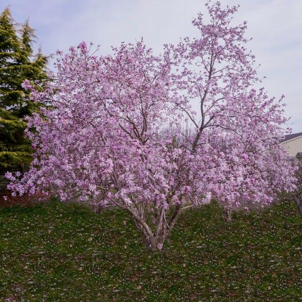 Magnolia Loebneri Leonard Messel Single Stem - View 17 from www redcrocus com