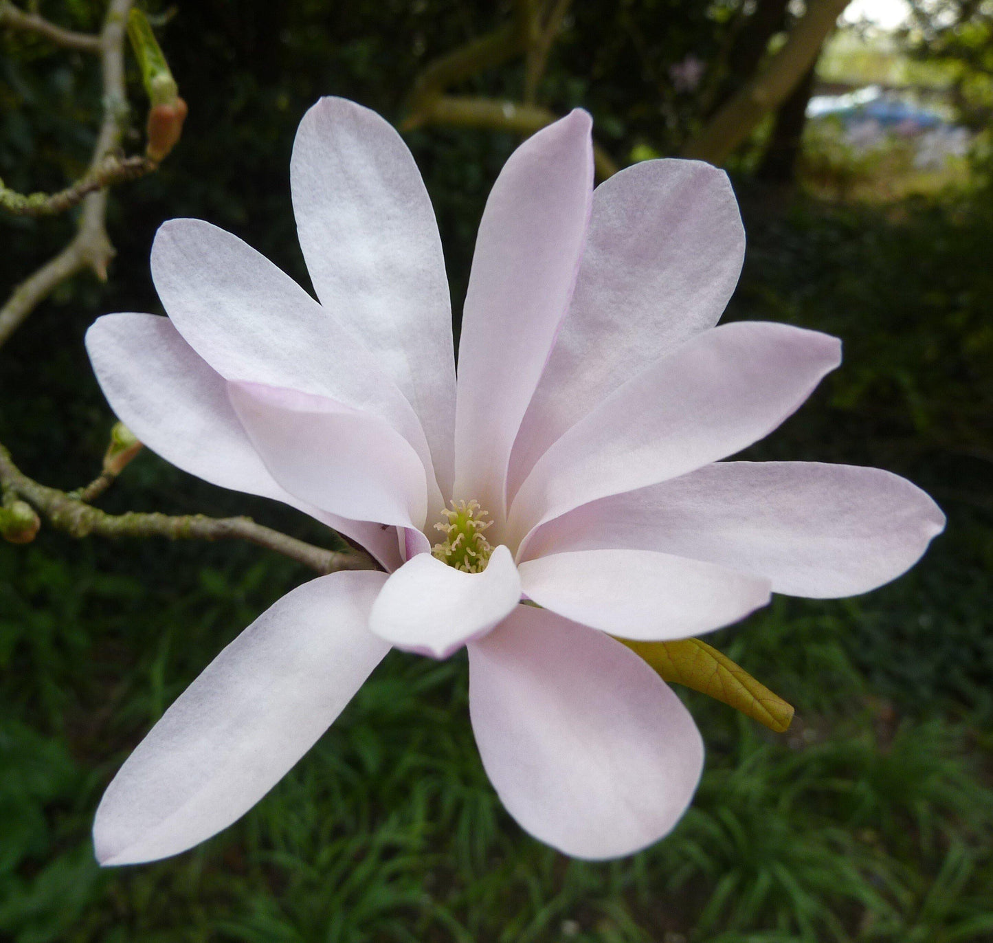 Magnolia Loebneri Leonard Messel Single Stem - View 4 from www redcrocus com