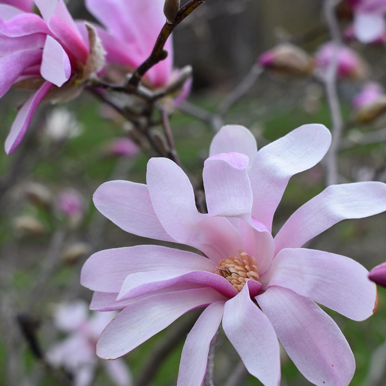 Magnolia Loebneri Leonard Messel Single Stem - View 5 from www redcrocus com