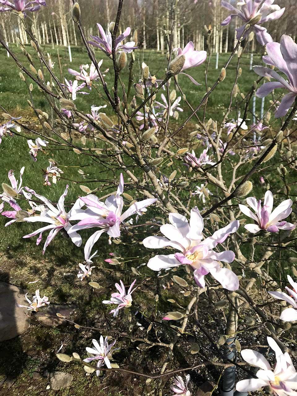 Magnolia Loebneri Leonard Messel Single Stem - View 6 from www redcrocus com
