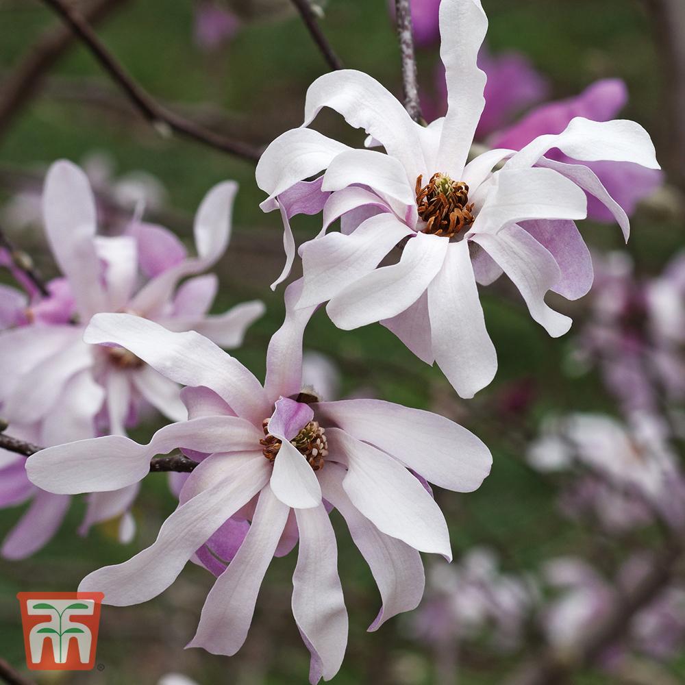 Magnolia Loebneri Leonard Messel Single Stem - View 9 from www redcrocus com