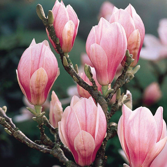 Magnolia Soulangeana Verbanica Multi Stem - View 14 from www redcrocus com