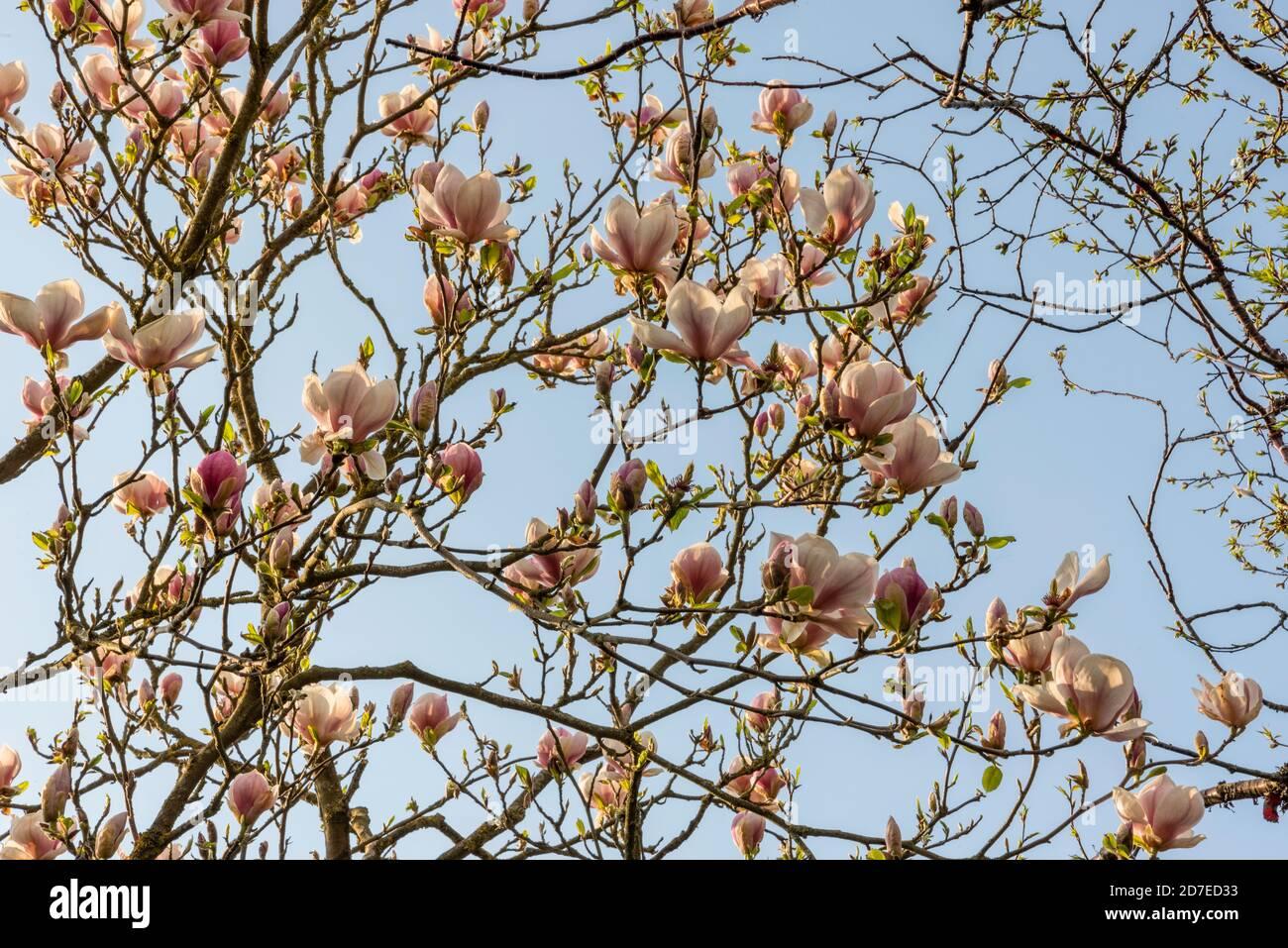 Magnolia Soulangeana Verbanica Multi Stem - View 17 from www redcrocus com