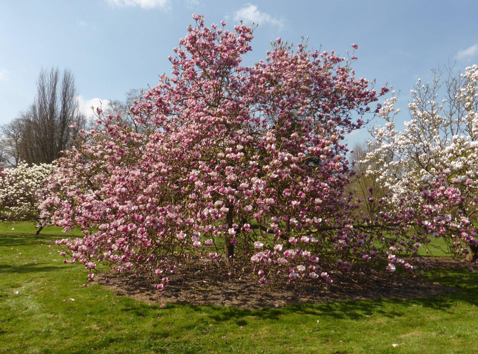 Magnolia Soulangeana Verbanica Multi Stem - View 5 from www redcrocus com