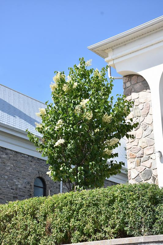Syringa Reticulata Ivory Pillar - View 1 from www redcrocus com