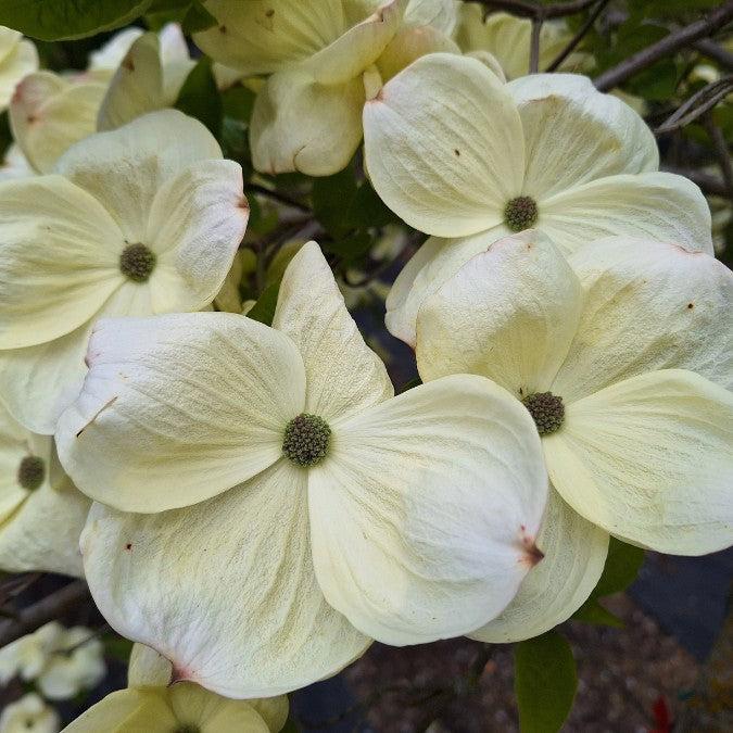 Cornus X Eddie White Wonder Single Stem - View 10 from www redcrocus com