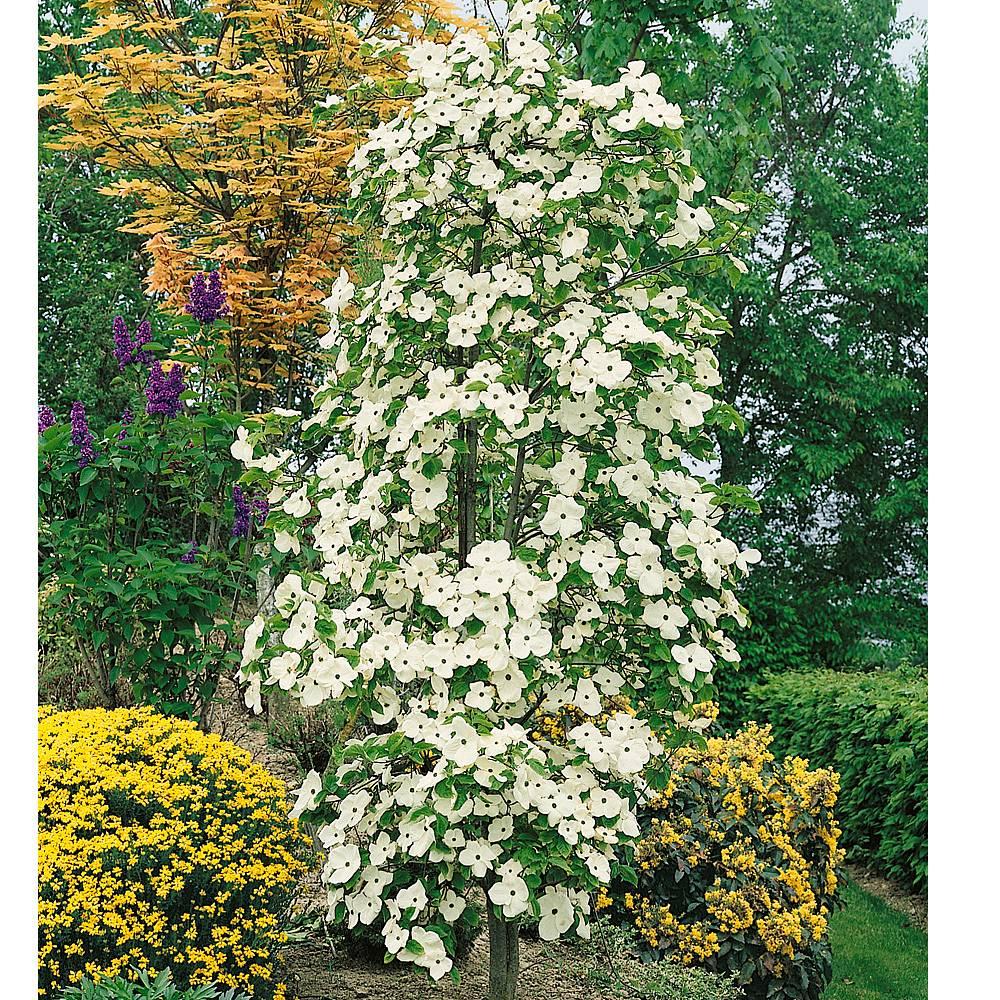 Cornus X Eddie White Wonder Single Stem - View 12 from www redcrocus com