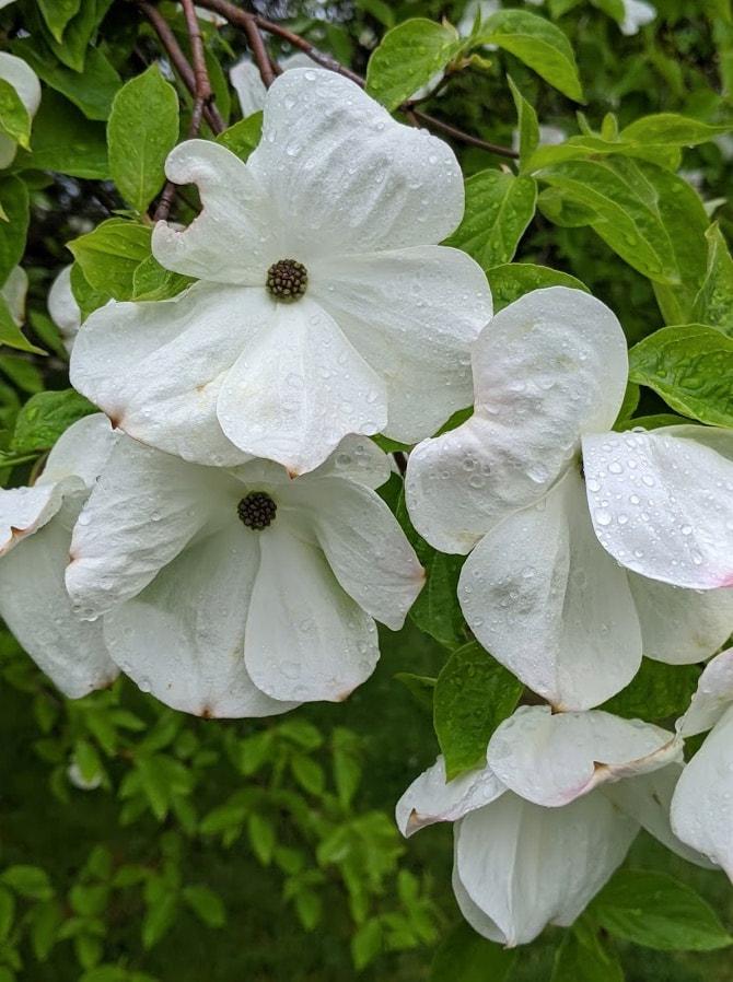 Cornus X Eddie White Wonder Single Stem - View 14 from www redcrocus com