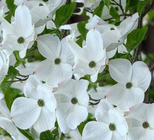 Cornus X Eddie White Wonder Single Stem - View 15 from www redcrocus com