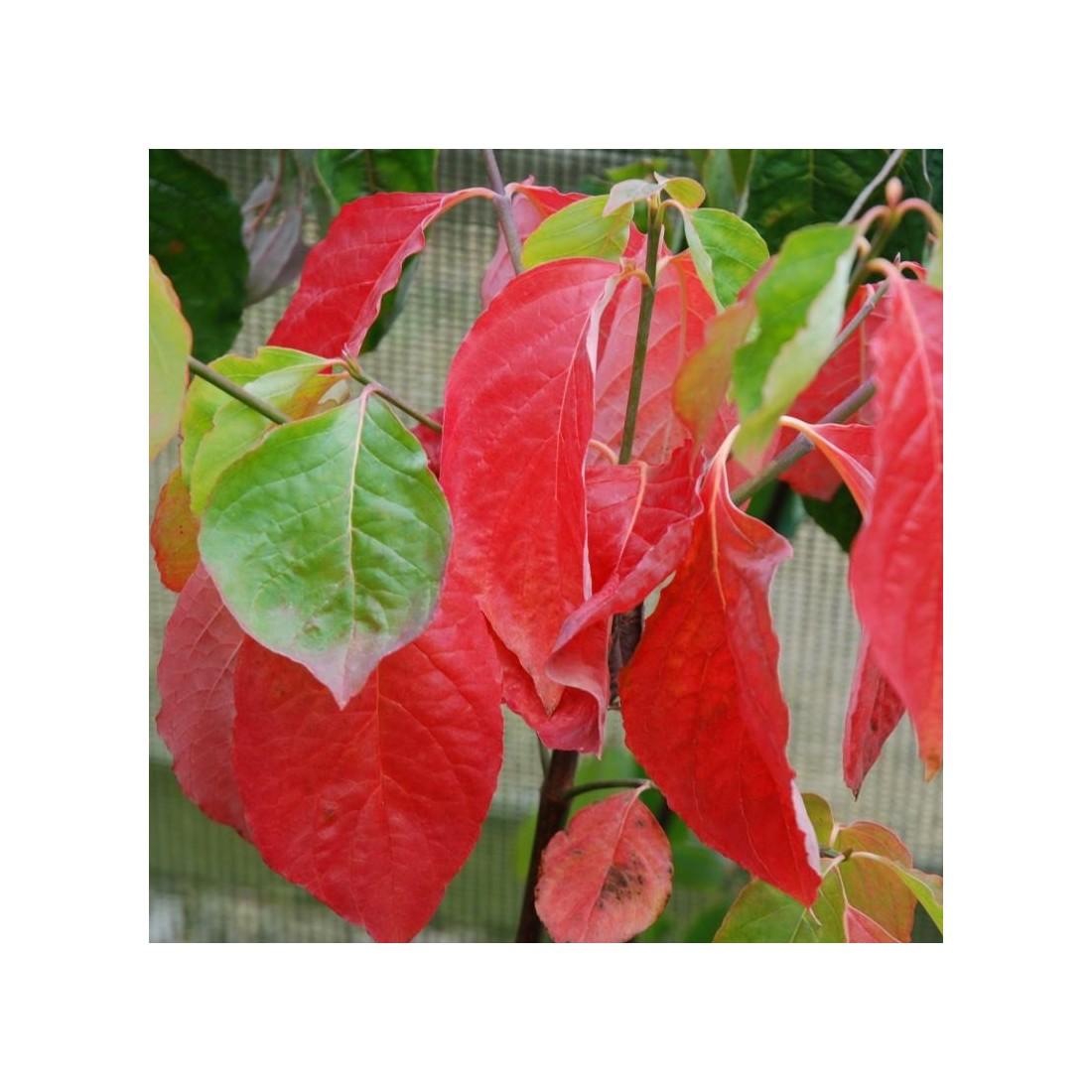 Cornus X Eddie White Wonder Single Stem - View 16 from www redcrocus com