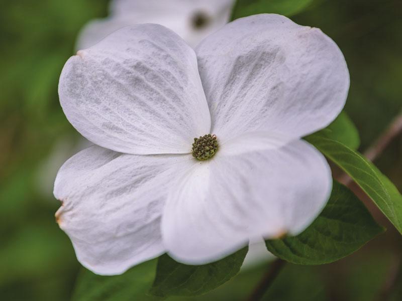 Cornus X Eddie White Wonder Single Stem - View 6 from www redcrocus com