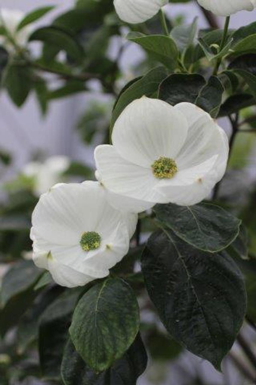Cornus X Eddie White Wonder Single Stem - View 8 from www redcrocus com