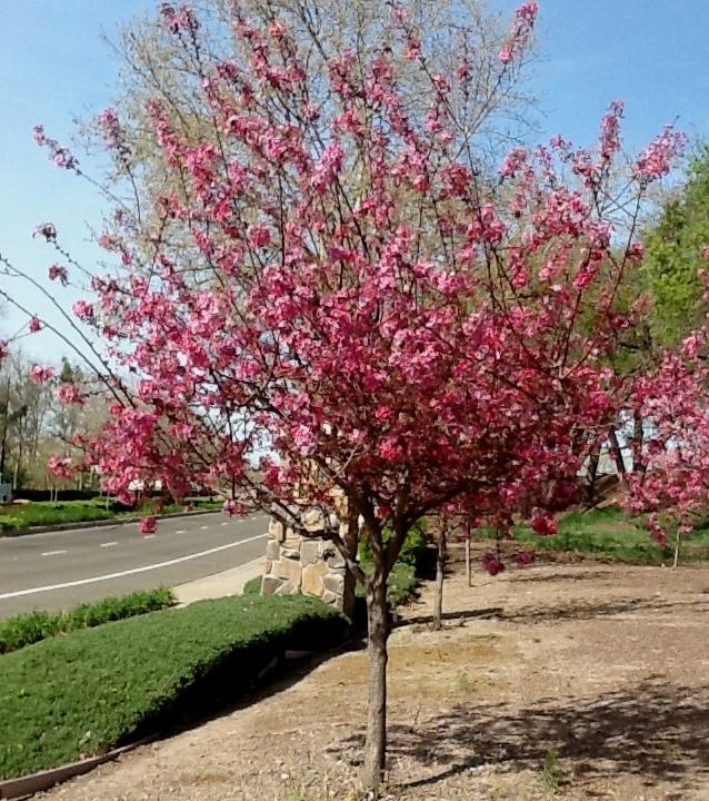 Malus Prairifire - View 13 from www redcrocus com