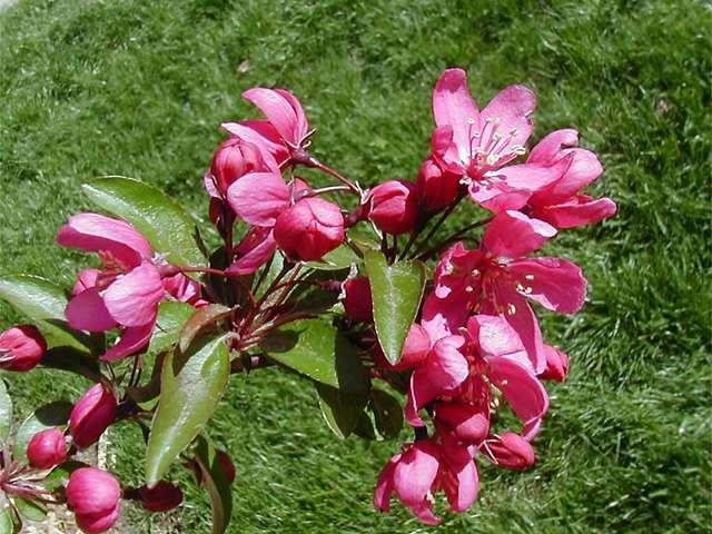 Malus Prairifire - View 15 from www redcrocus com