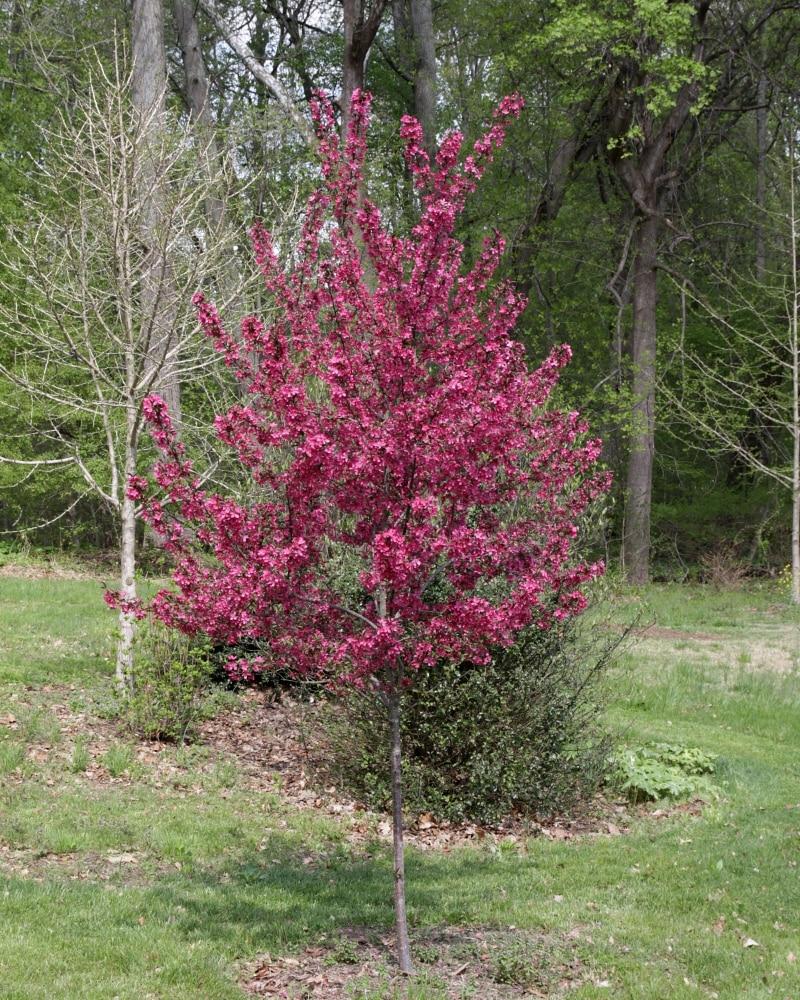 Malus Prairifire - View 18 from www redcrocus com