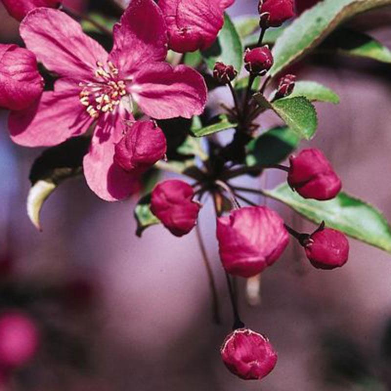 Malus Prairifire - View 19 from www redcrocus com