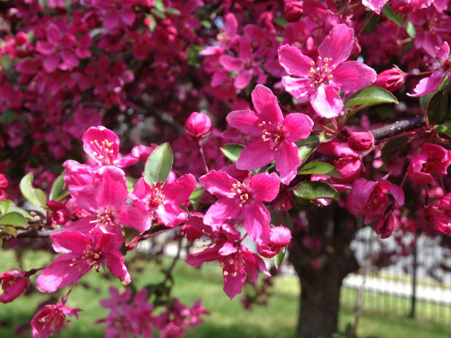 Malus Prairifire - View 7 from www redcrocus com