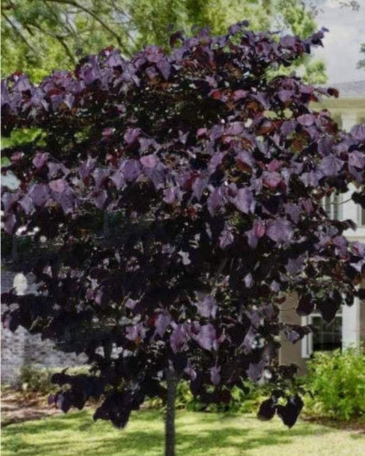 Cercis Canadensis 'black Pearl' Single Stem - View 10 from www redcrocus com