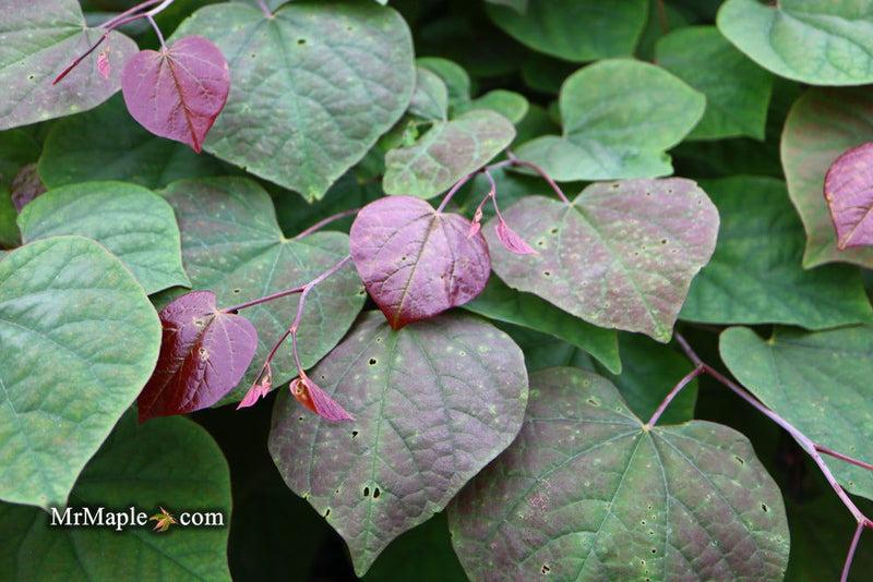 Cercis Canadensis 'black Pearl' Single Stem - View 11 from www redcrocus com