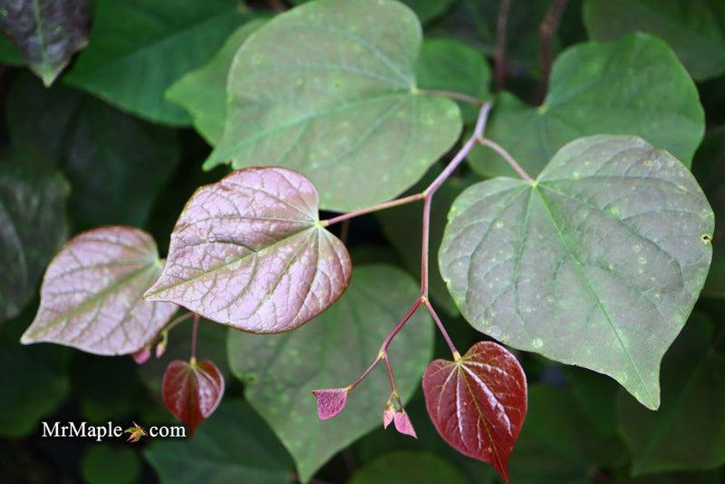 Cercis Canadensis 'black Pearl' Single Stem - View 12 from www redcrocus com