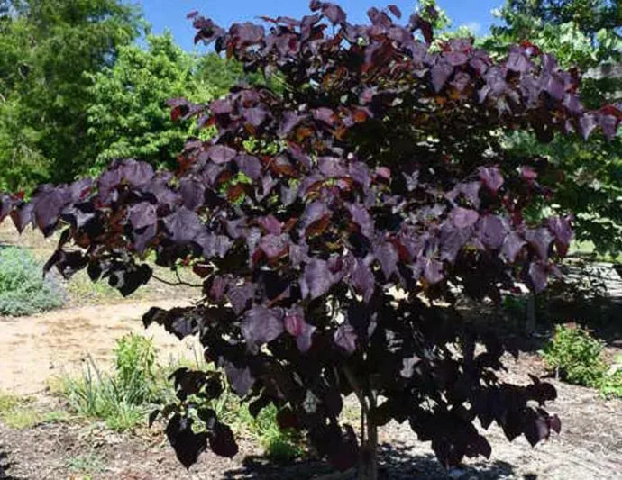 Cercis Canadensis 'black Pearl' Single Stem - View 13 from www redcrocus com