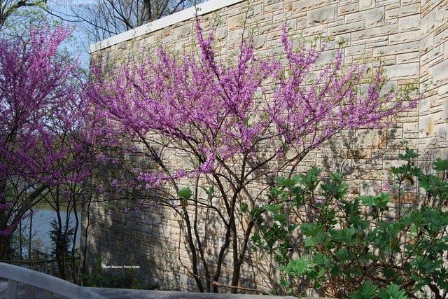 Cercis Canadensis 'black Pearl' Single Stem - View 14 from www redcrocus com