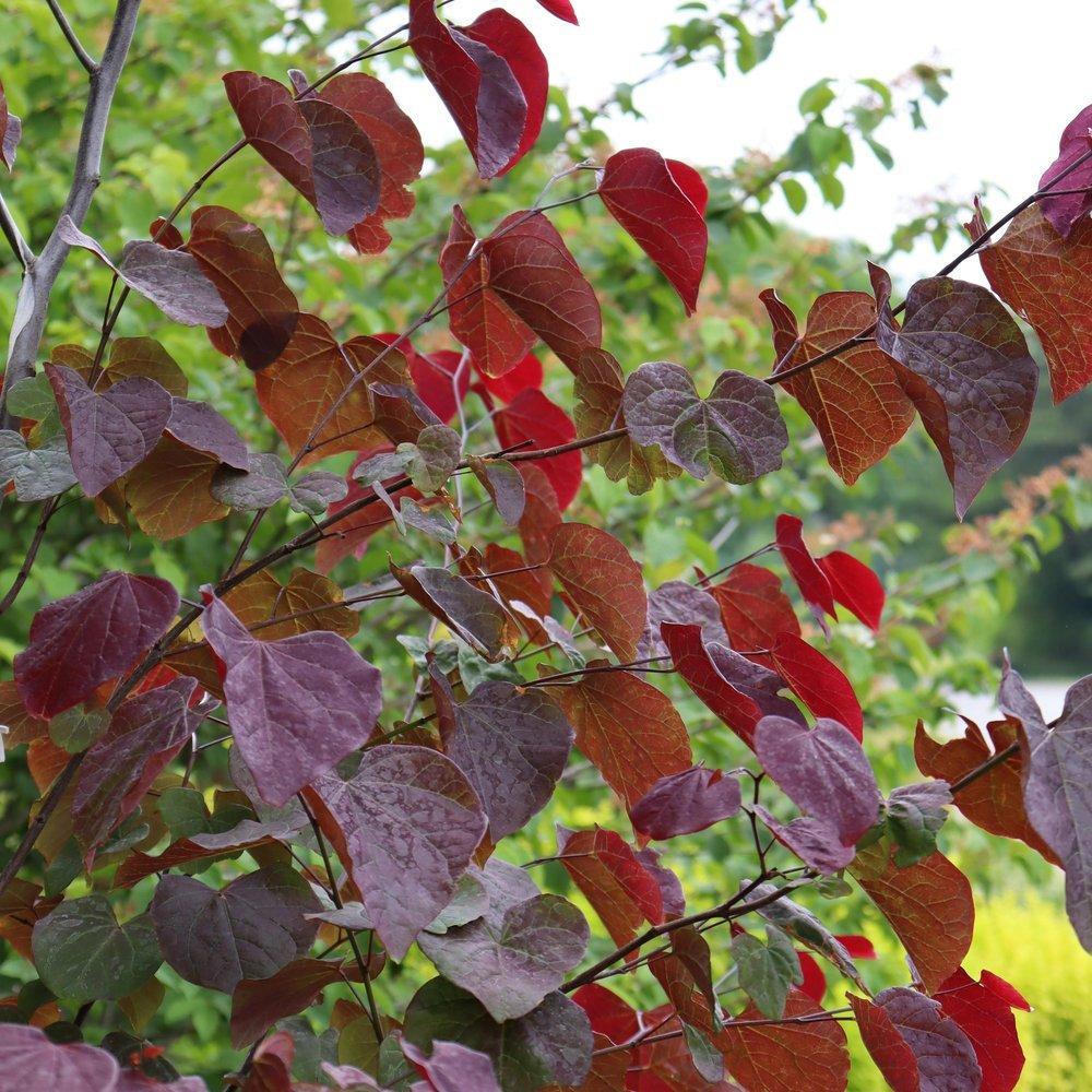 Cercis Canadensis 'black Pearl' Single Stem - View 17 from www redcrocus com