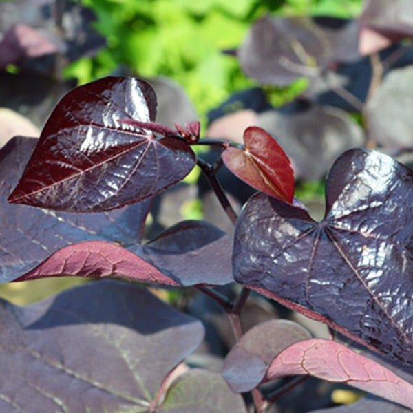 Cercis Canadensis 'black Pearl' Single Stem - View 19 from www redcrocus com