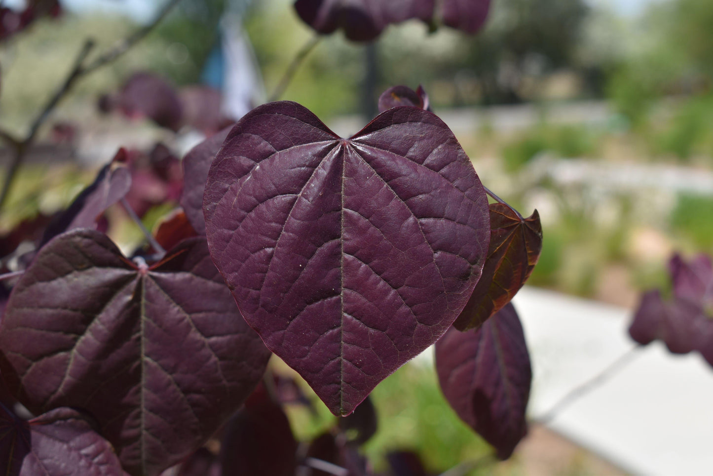 Cercis Canadensis 'black Pearl' Single Stem - View 1 from www redcrocus com