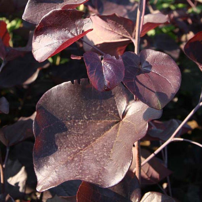 Cercis Canadensis 'black Pearl' Single Stem - View 23 from www redcrocus com