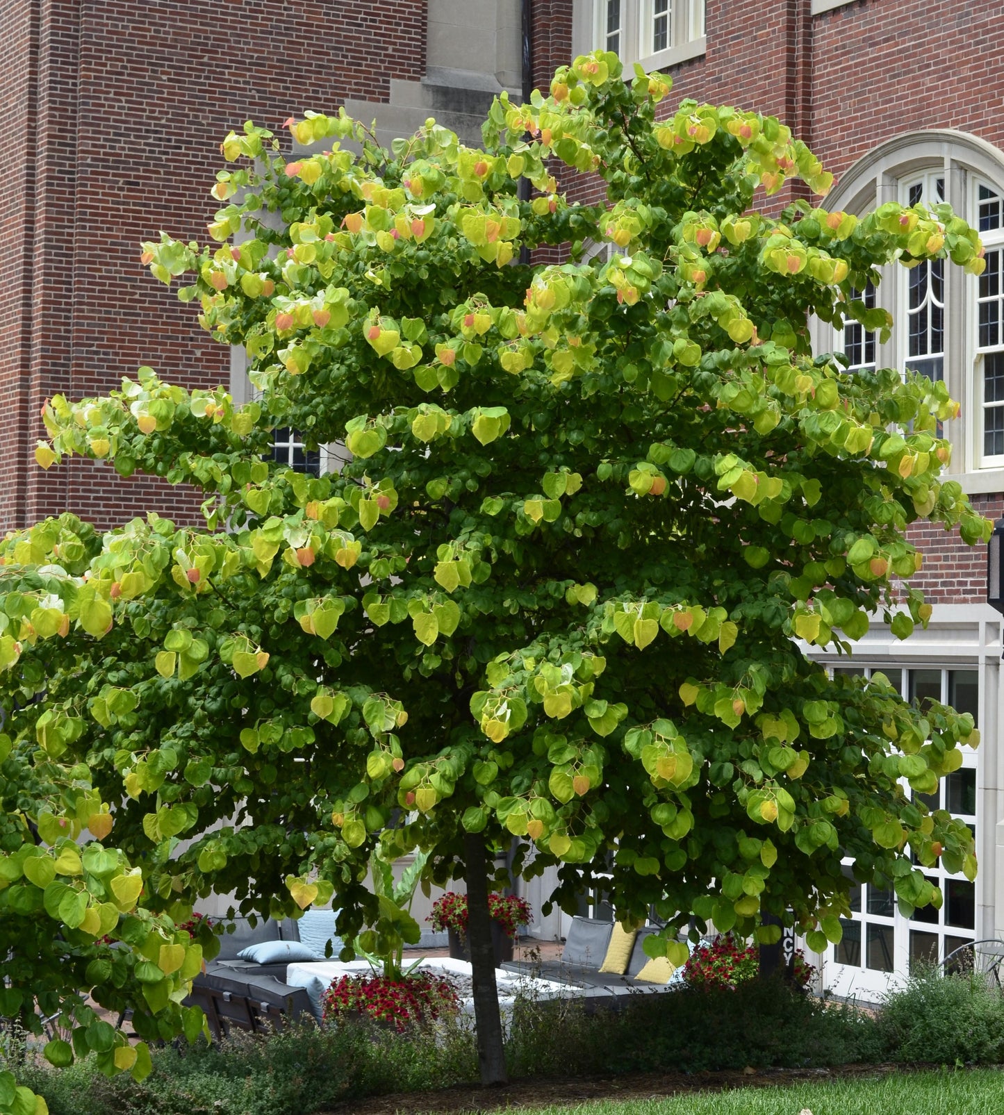 Cercis Canadensis 'black Pearl' Single Stem - View 24 from www redcrocus com