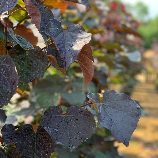 Cercis Canadensis 'black Pearl' Single Stem - View 26 from www redcrocus com