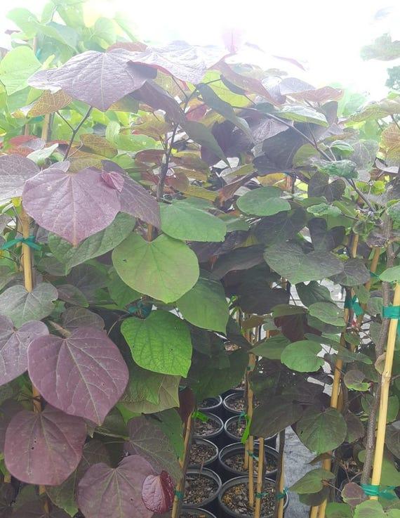 Cercis Canadensis 'black Pearl' Single Stem - View 27 from www redcrocus com