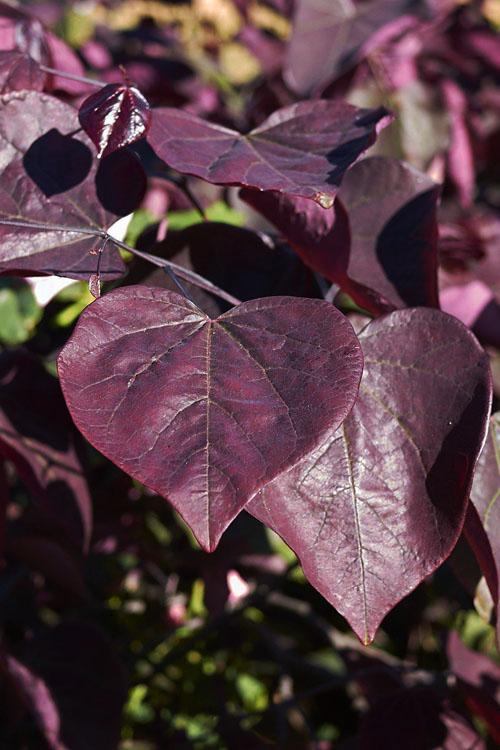 Cercis Canadensis 'black Pearl' Single Stem - View 28 from www redcrocus com