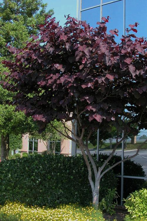Cercis Canadensis 'black Pearl' Single Stem - View 3 from www redcrocus com