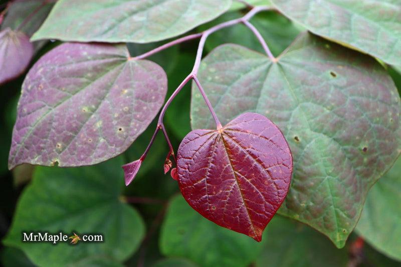 Cercis Canadensis 'black Pearl' Single Stem - View 5 from www redcrocus com