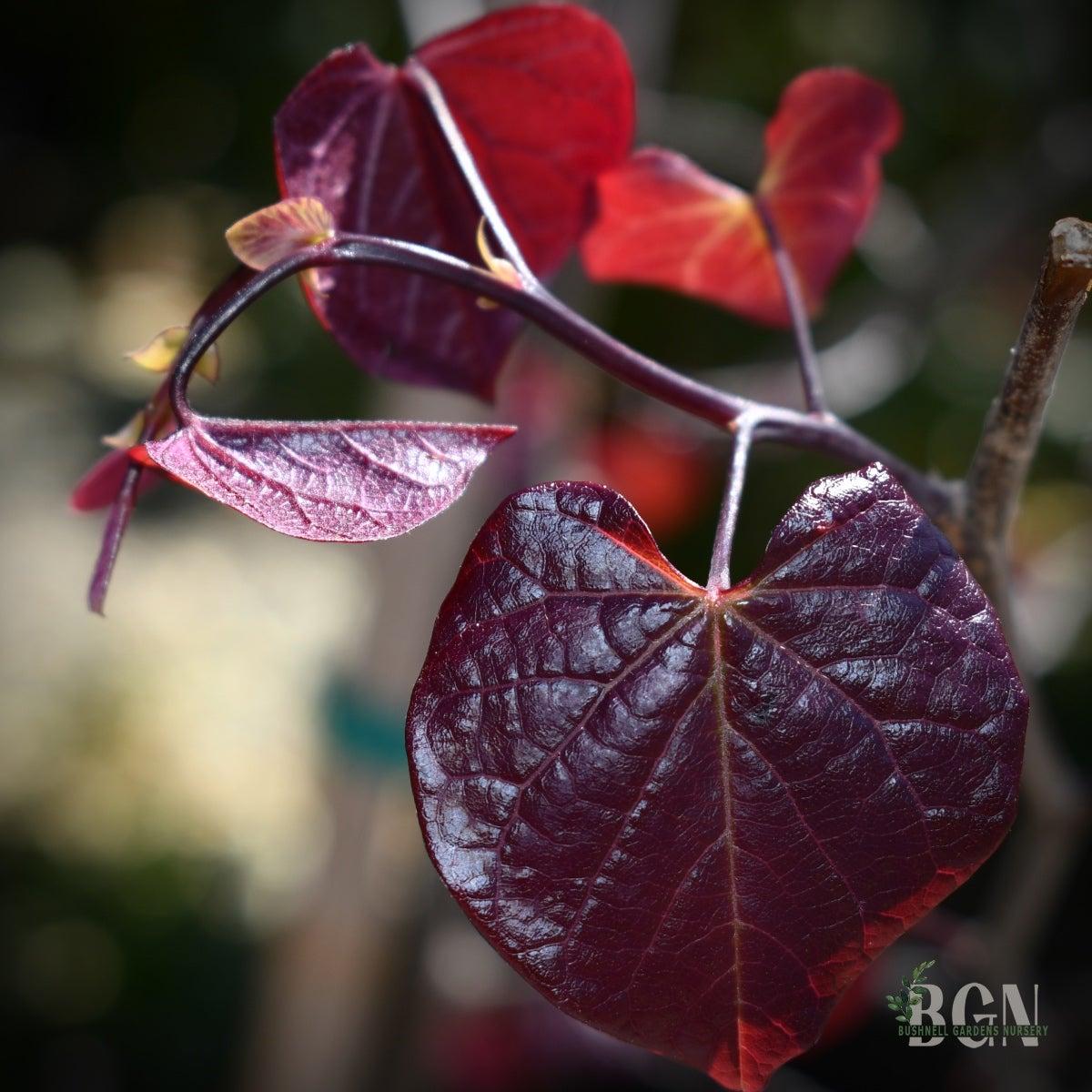 Cercis Canadensis 'black Pearl' Single Stem - View 7 from www redcrocus com