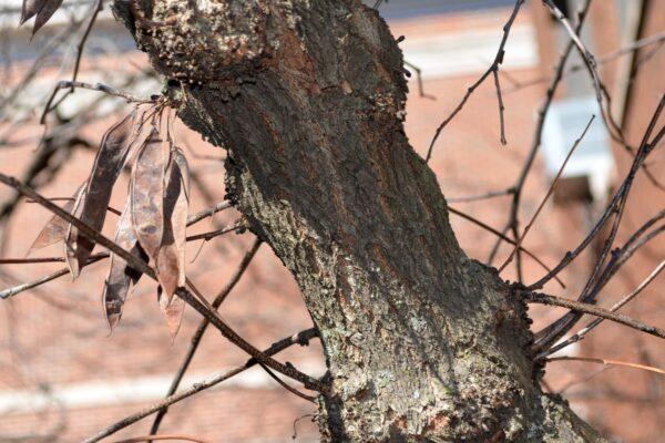 Cercis Canadensis 'appalachian Red' Single Stem - View 11 from www redcrocus com