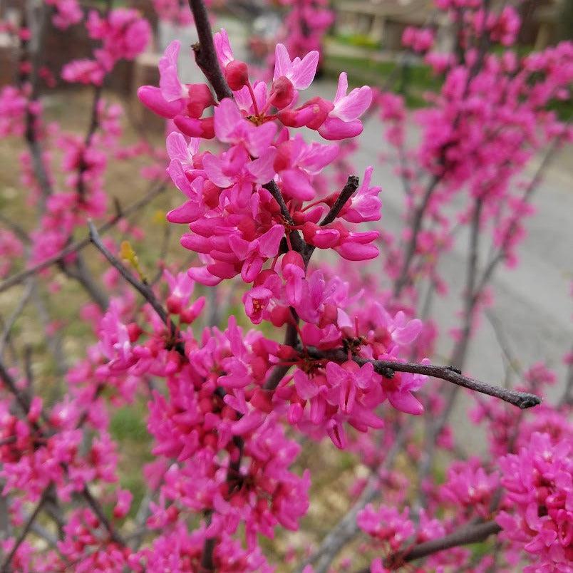 Cercis Canadensis 'appalachian Red' Single Stem - View 16 from www redcrocus com