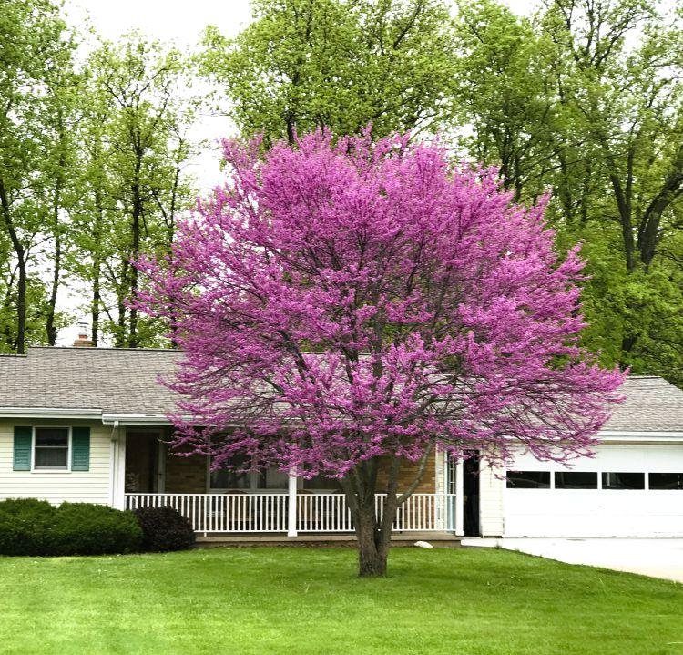 Cercis Canadensis 'appalachian Red' Single Stem - View 19 from www redcrocus com
