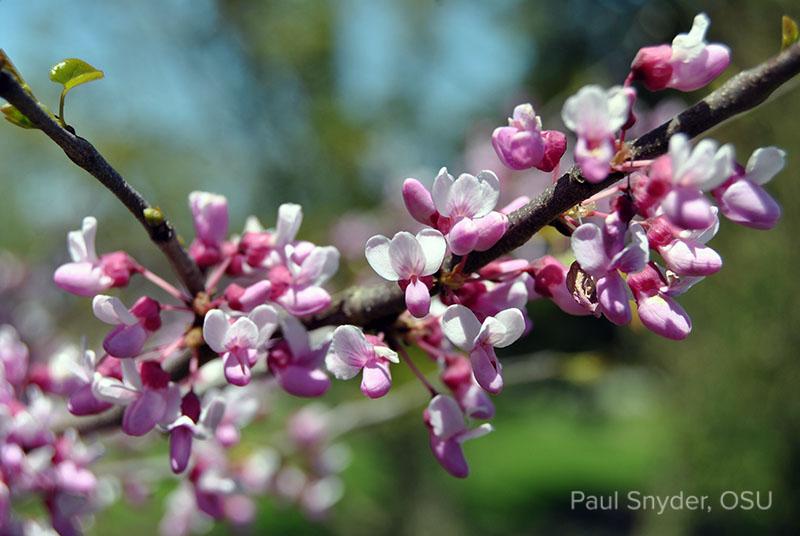 Cercis Canadensis 'appalachian Red' Single Stem - View 20 from www redcrocus com