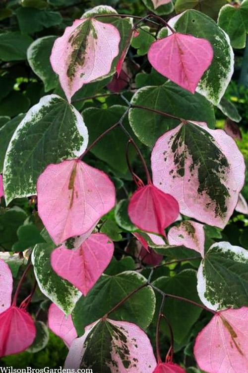 Cercis Canadensis 'appalachian Red' Single Stem - View 21 from www redcrocus com