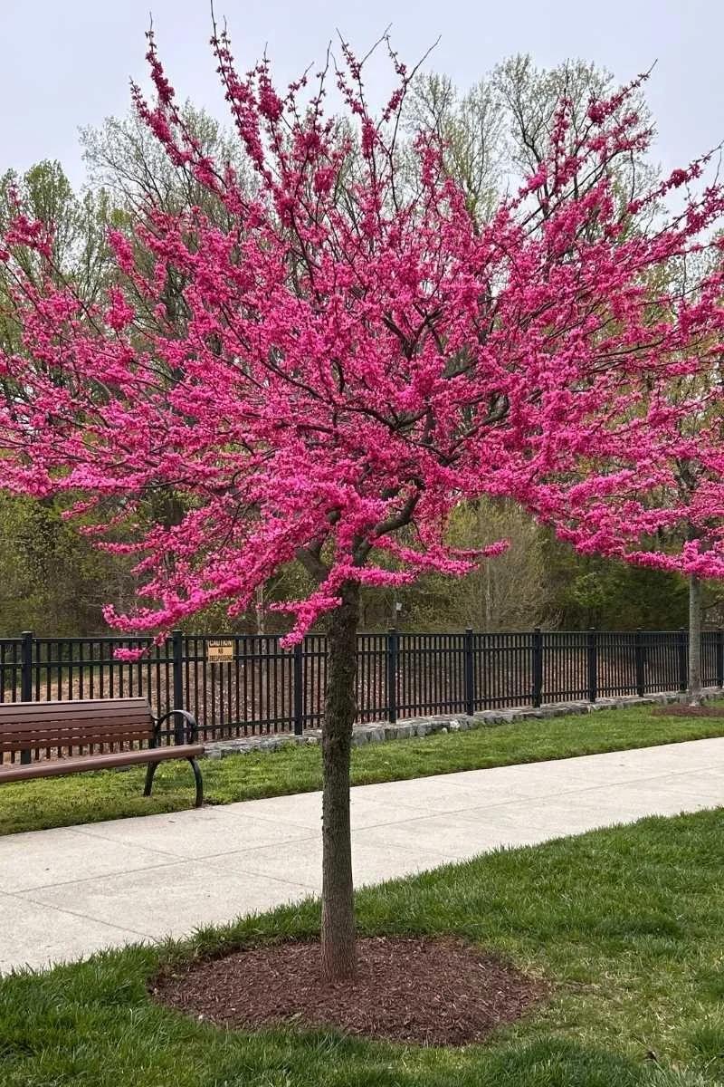 Cercis Canadensis 'appalachian Red' Single Stem - View 24 from www redcrocus com