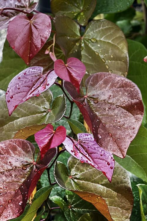 Cercis Canadensis 'appalachian Red' Single Stem - View 26 from www redcrocus com