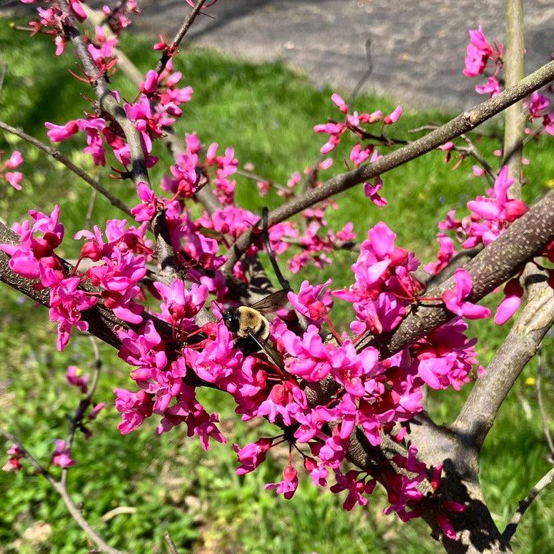 Cercis Canadensis 'appalachian Red' Single Stem - View 29 from www redcrocus com
