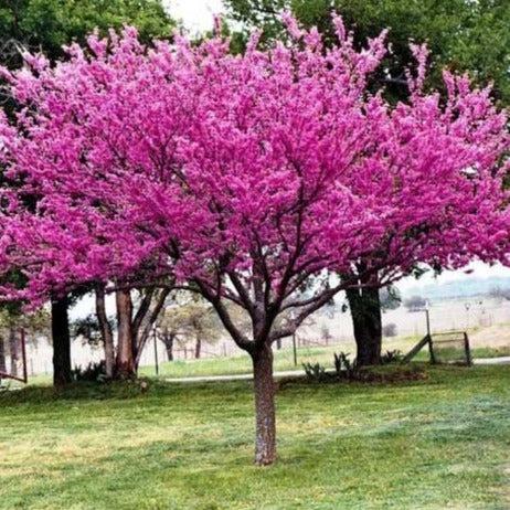 Cercis Canadensis 'appalachian Red' Single Stem - View 30 from www redcrocus com