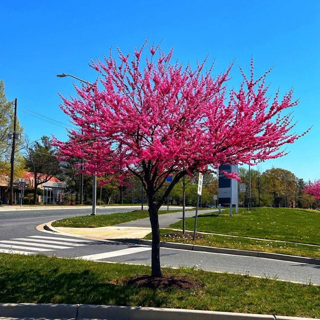 Cercis Canadensis 'appalachian Red' Single Stem - View 31 from www redcrocus com